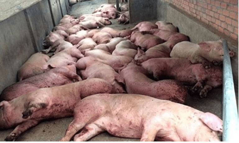 România, „locomotiva” pestei porcine în Europa / Boala se răspândește ca focul