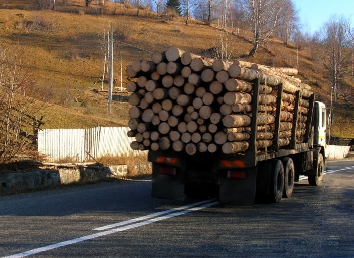 Abuzuri halucinante în județul lui Vela. Polițiștii, pedepsiți că destructurează mafia lemnelor