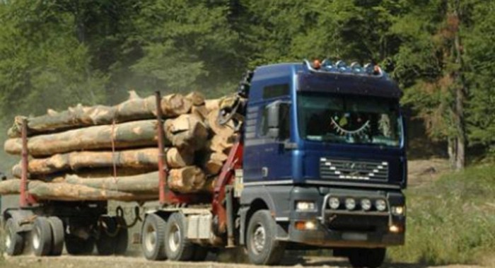 Guvernul face praf sistemul de control al tăierilor ilegale de pădure. Este ineficient!