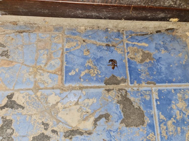 Brutărie din Capitală, amendată și închisă temporar de ANPC. „Materii prime cu insecte vii și moarte”, pe lista neregulilor – FOTO