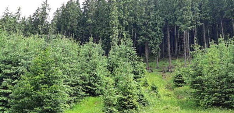 Alianță Pentru Pădure lansează Ghidul verde al Bucureștiului