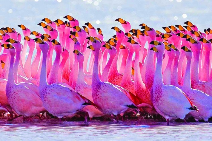 Ce au în comun păsările flamingo și șefii băncilor centrale?