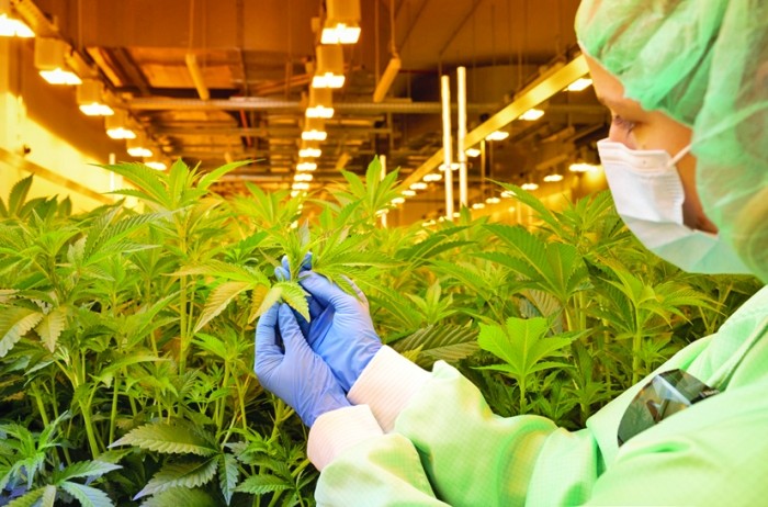 Marijuana „Made in Germany”, o afacere de 4 miliarde de euro