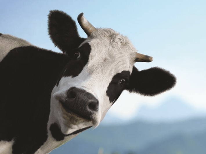 Creșterea animalelor, cauza încălzirii globale. Încep restricțiile la alimentația bazată pe carne