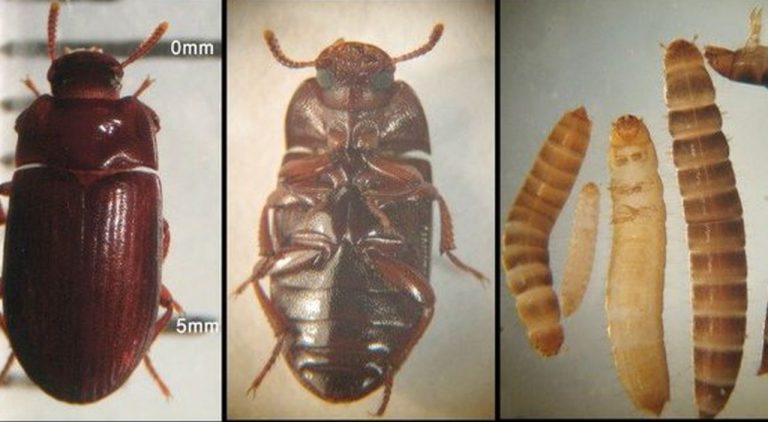 UE ne bagă pe gât larva gândacului de bălegar! A fost avizată să devină aliment!