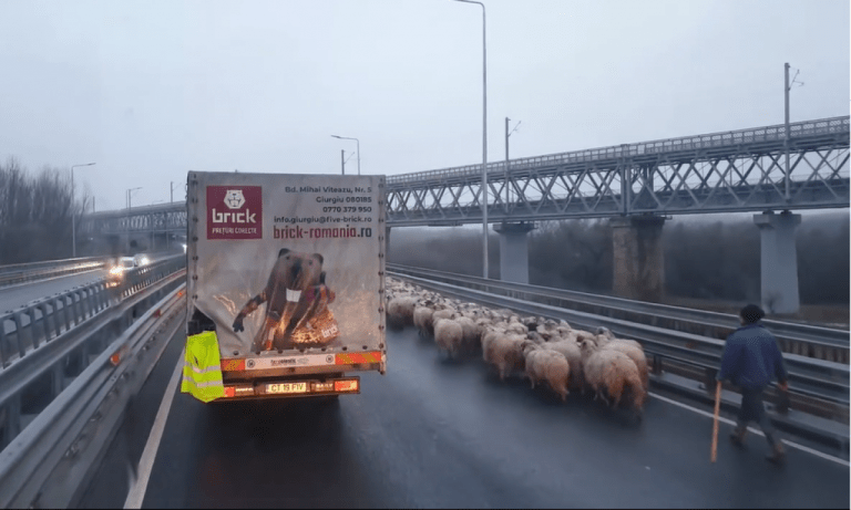 Cu cât au fost amendați 3 ciobani după ce oile lor au ajuns pe Autostrada A2. S-a întâmplat în zona podului de la Cernavodă