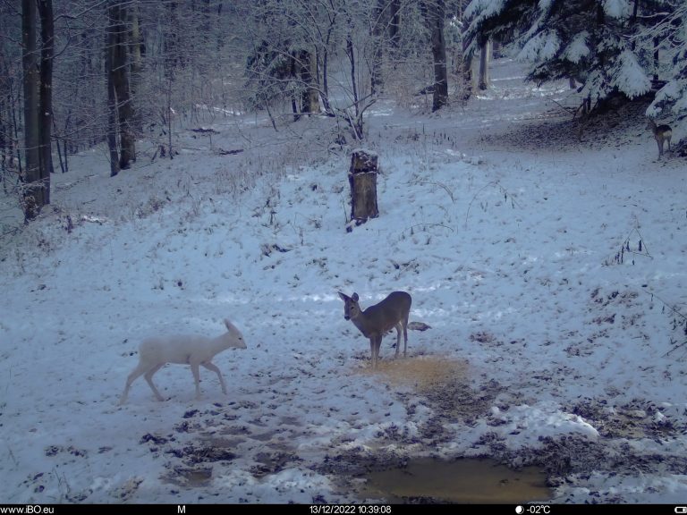 Apariție surpriză și foarte rară, „în ton” cu iarna! Căprioară albă, zărită în Parcul Natural Bucegi
