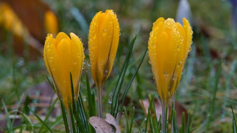 Prognoza pentru următoarele săptămâni/Cum vor fi temperaturile în România, până la început de aprilie