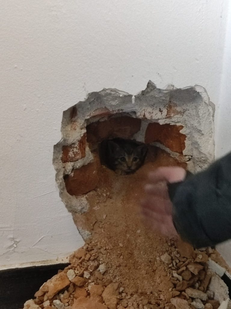 Operațiune specială a pompierilor de ISUBIF-Pache pentru salvarea a trei puiuți de pisică blocați în aerisirea Policlinicii Pescăruș – FOTO