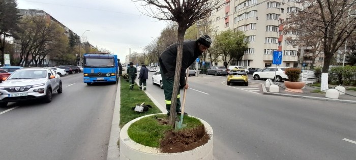 Bulevardul Constantin Brâncoveanu s-a umplut de magnolie, iar Șoseaua Berceni cu Ilex Mutchagara