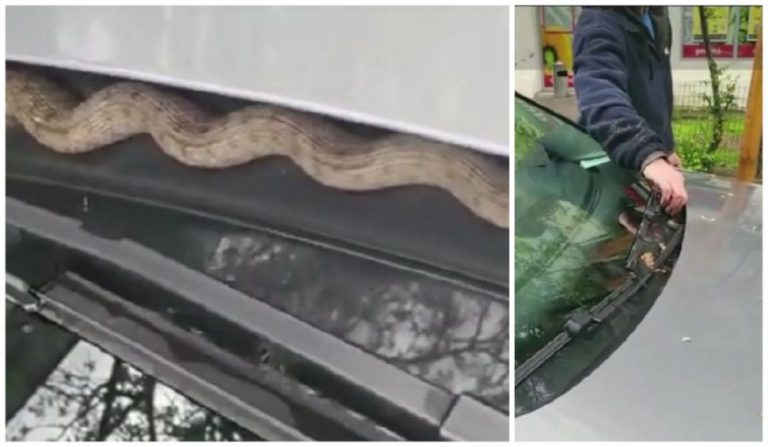 Un șofer din Capitală a descoperit un șarpe pe parbriz. Cum a reacționat