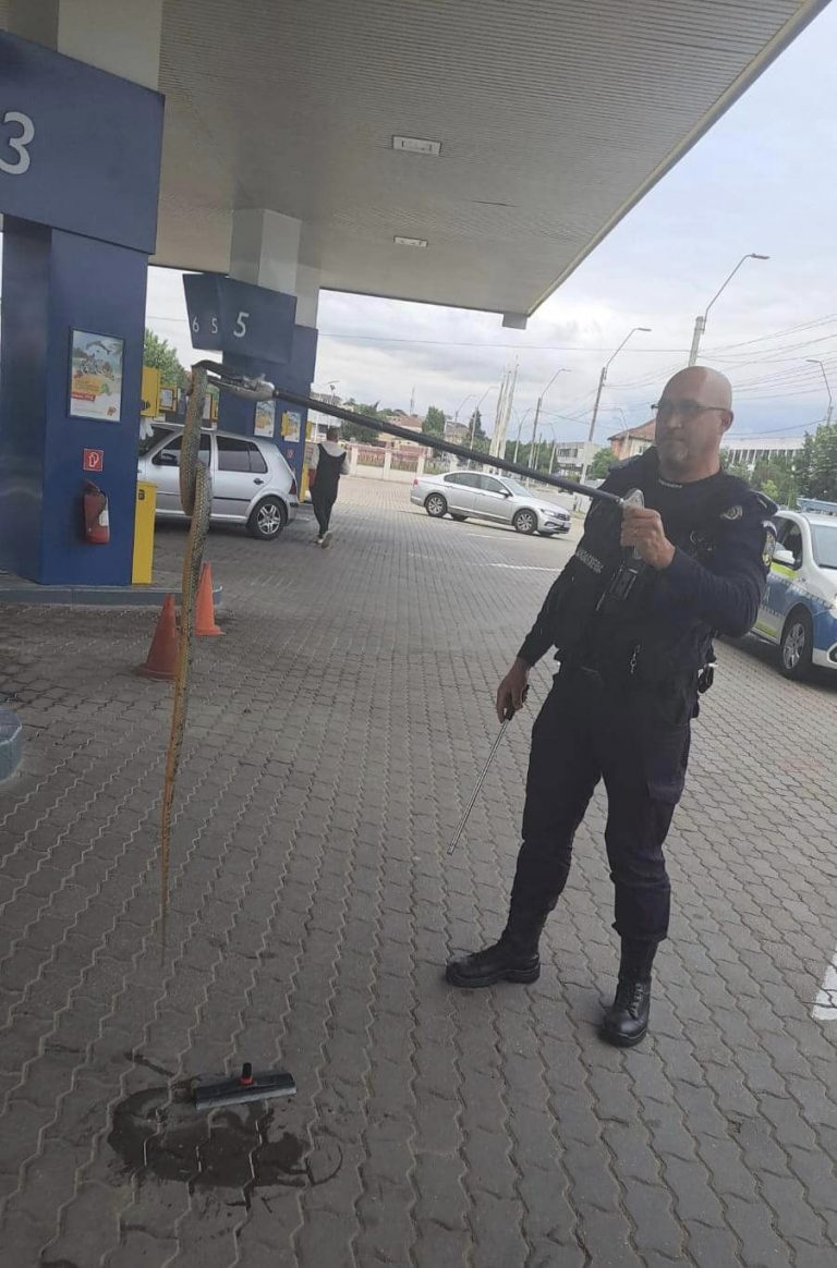 Panică la o benzinărie, din cauza unui șarpe. Era încolăcit printre cablurile de alimentare ale unei pompe 