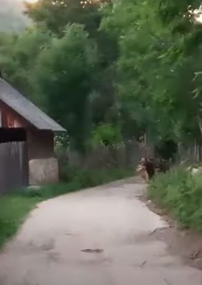 Imagini de speriat, surprinse în timpul zilei! Urs filmat cu un miel în gură, pe o stradă din Prahova – VIDEO