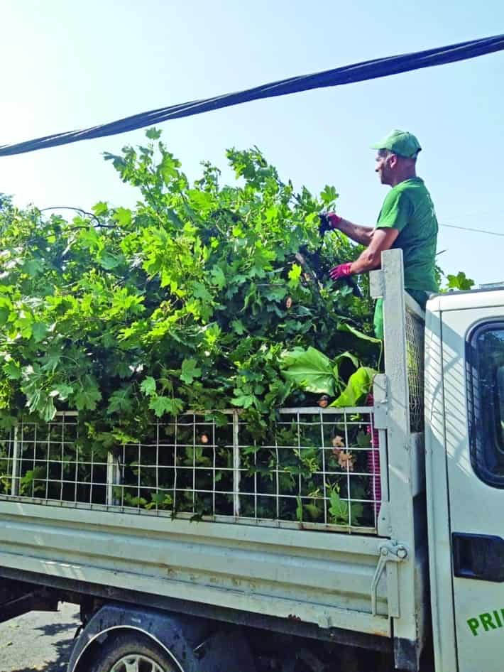 Totul Verde. S.A., intervenții rapide pentru remedierea urmărilor furtunii de vineri dimineață, din sectorul 4