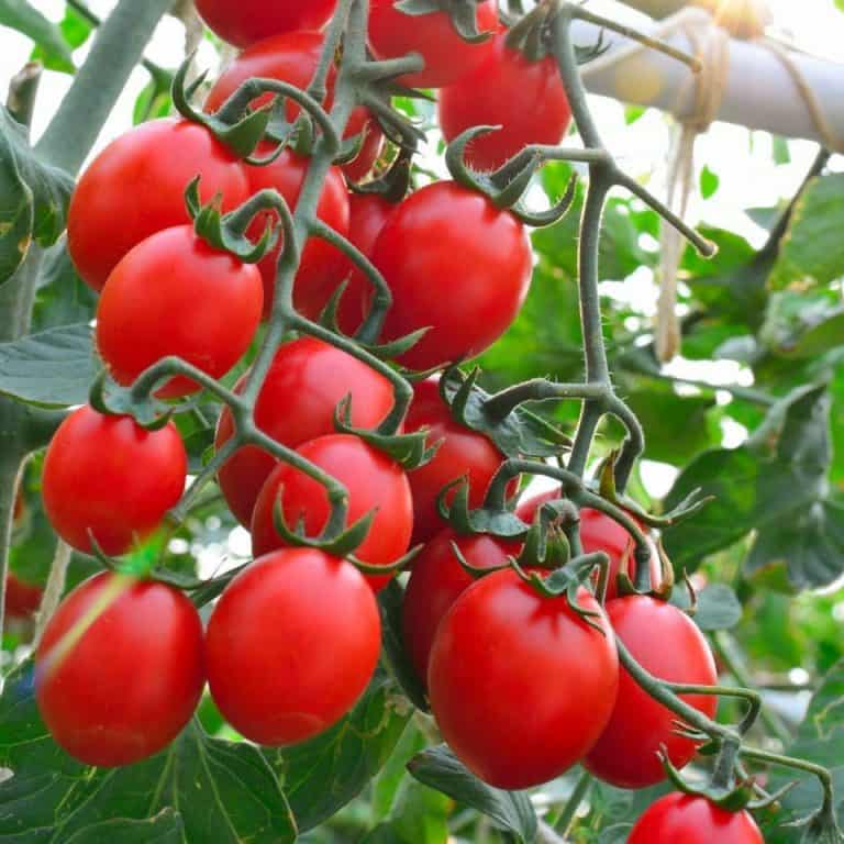 Focare de Salmonella în supermarketuri. Bacteria, răspândită prin roșiile cherry