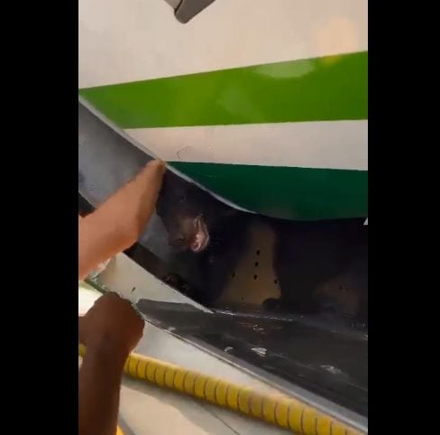 Un urs a scăpat din cuşca aflată în cala unui avion. Imagini cu animalul – VIDEO