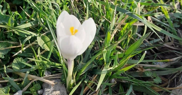 Vremea se schimbă simțitor! De la ger, la temperaturi de primăvară! De când se încălzește afară
