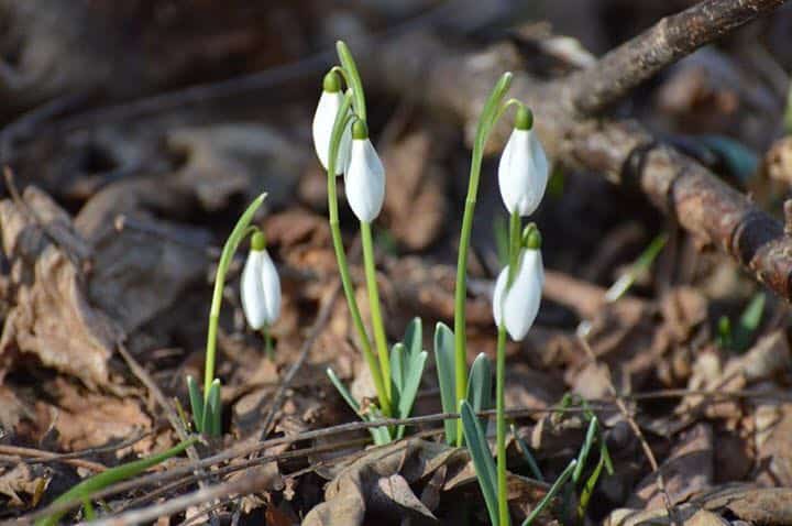 ANM, prognoza meteo pentru februarie 2024. Cum va fi vremea