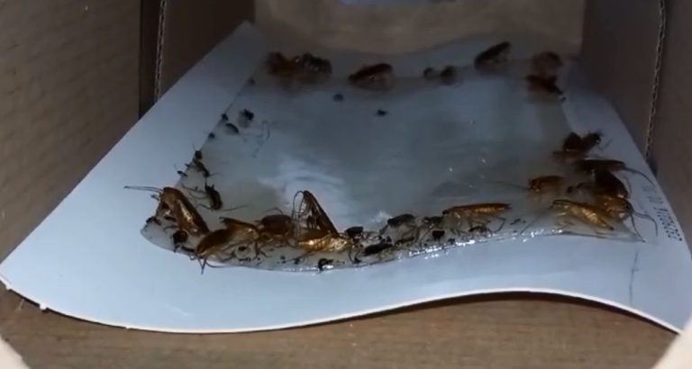 Șoareci, gândaci și mucegai, în cantina unui liceu din Timișoara/Ce măsuri au luat autoritățile – VIDEO