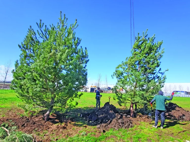 Pădure de conifere lângă parcarea Tudor Arghezi