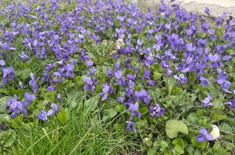 Meteorologii au anunțat prognoza pentru următoarele patru săptămâni. Cum va fi vremea în România până pe 12 mai