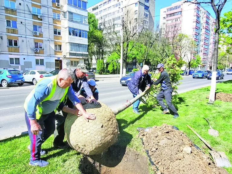 Bulevardul Alexandru Obregia se transformă în artera teilor!