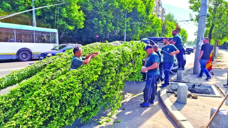 Se ”împădurește” Sectorul 4