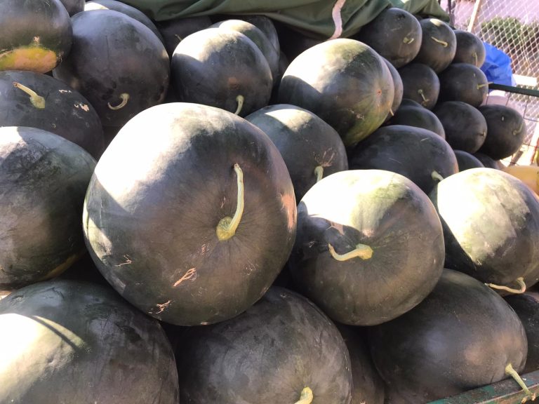 Gata așteptarea! Primii pepeni de Dăbuleni ajung în piețele din Capitală/Cu cât se vinde kilogramul de lubeniță