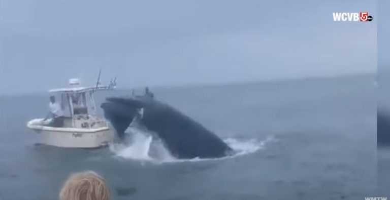 Imagini incredibile cu o balenă care răstoarnă o ambarcațiune cu doi oameni la bord – VIDEO