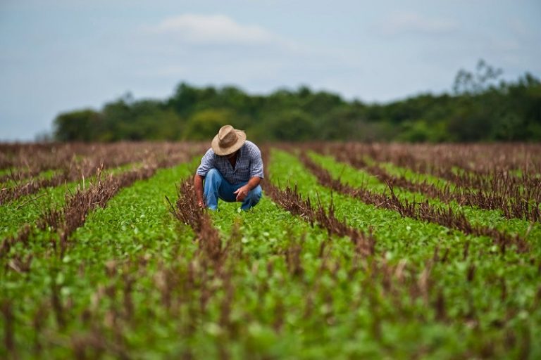 Sprijinul PSD pentru agricultură duce exporturile de cereale ale României la o creștere de 21%