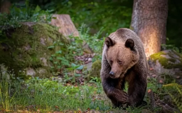 Scandal pe Transfăgărășan. Un bărbat a trecut la înjurături, după ce nu a fost lăsat să se apropie de un urs/Turistul coborâse din mașină cu un copil în brațe