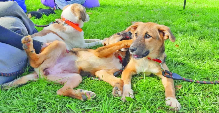 Parcul Tudor Arghezi a fost gazda unui târg de adopții