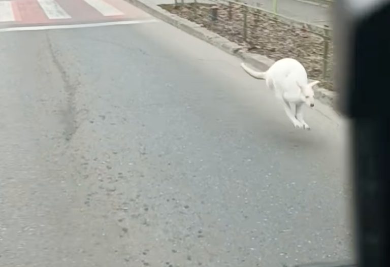 Imagini incredibile! Pui de cangur, filmat pe o stradă din Capitală/Cui i-ar aparține animalul – VIDEO
