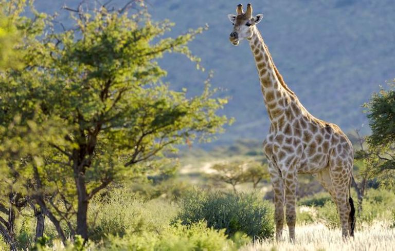 Salvador Dali a înflăcărat girafele din Africa