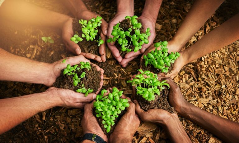 Sângele Verde al Naturii: Ce au în comun oamenii și plantele