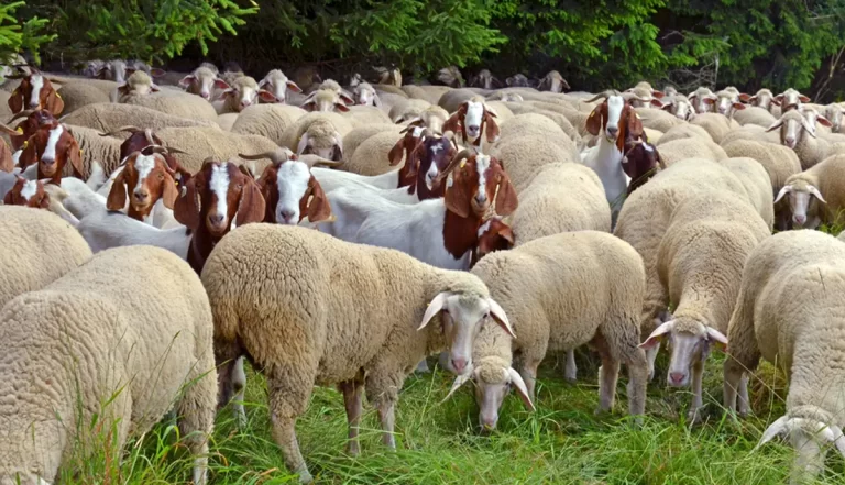 Virusul care a decimat animalele din UE se apropie periculos de România. ANSVSA nu a emis nicio alertă