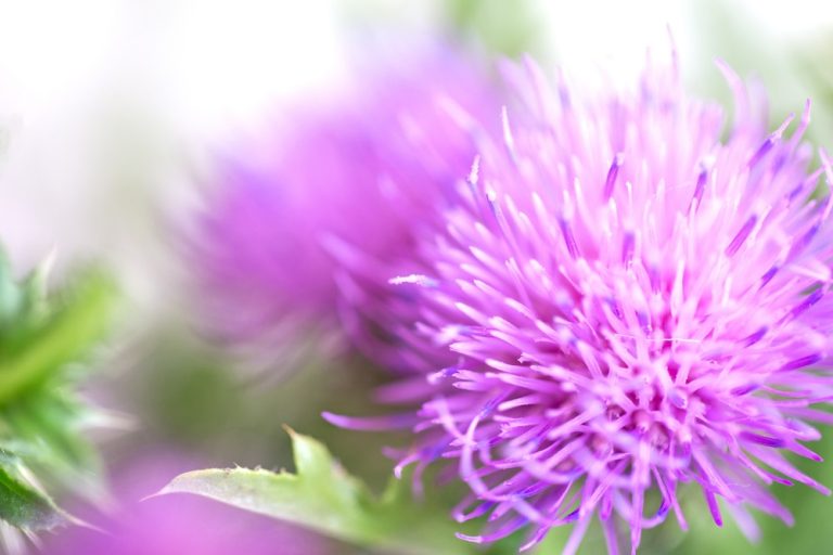 Ritualul Plantelor Amare: Detoxifiere, Digestie și Claritate Mentală