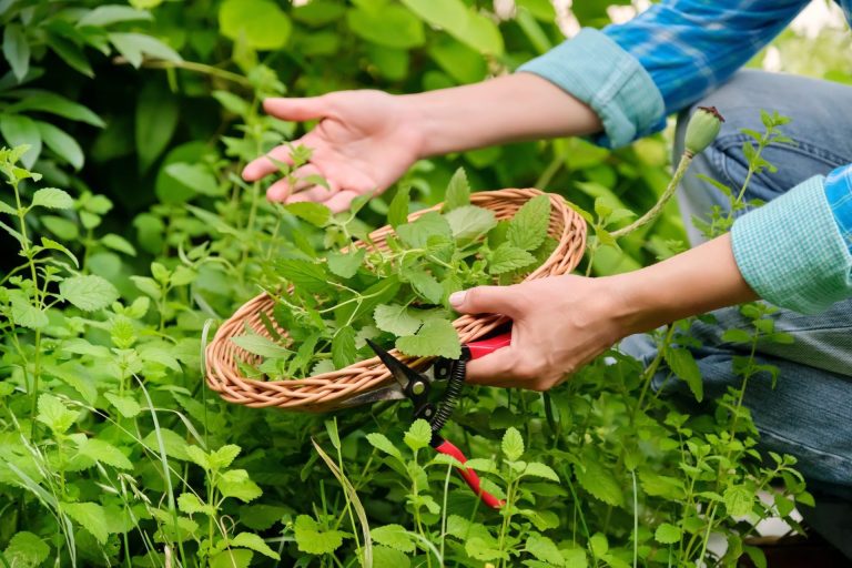 Plantele Nervine: Remedii naturale pentru echilibru emoțional și claritate mentală