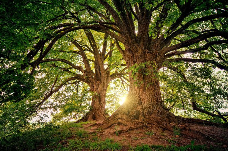 Regenerare psiho‑fizică în natură: Retreat‑urile mindfulness din România