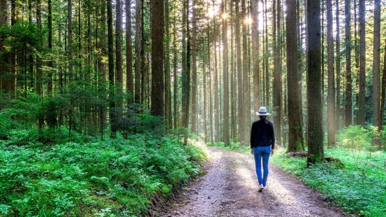 Baia de Pădure – Terapia verde care vindecă mintea și întărește imunitatea