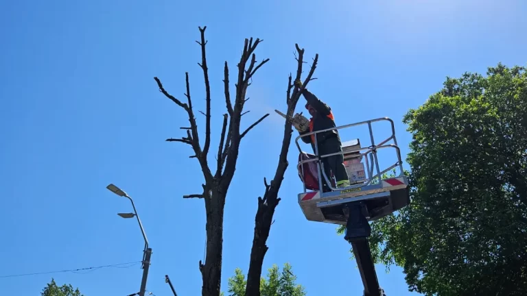 Primăria Municipiului București a emis 700 de avize pentru lucrări de defrișare a arborilor uscați din Sectorul 4