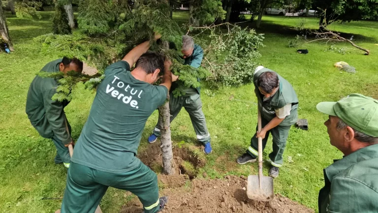 Totul Verde a început transplantarea arborilor de la Unirii în parcurile din sectorul 4