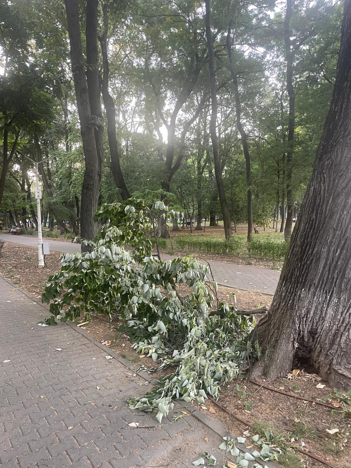 copacii-din-parcul-kiseleff - Ziarul National Primăria Sectorului 1Primăria Capitalei oraș