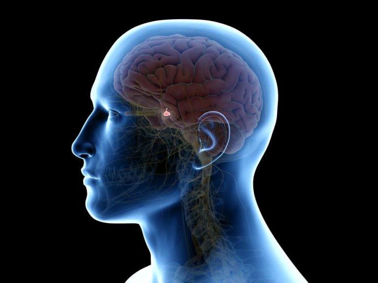 Rolul hormonilor în creier: serotonina, dopamina și oxitocina explicate simplu