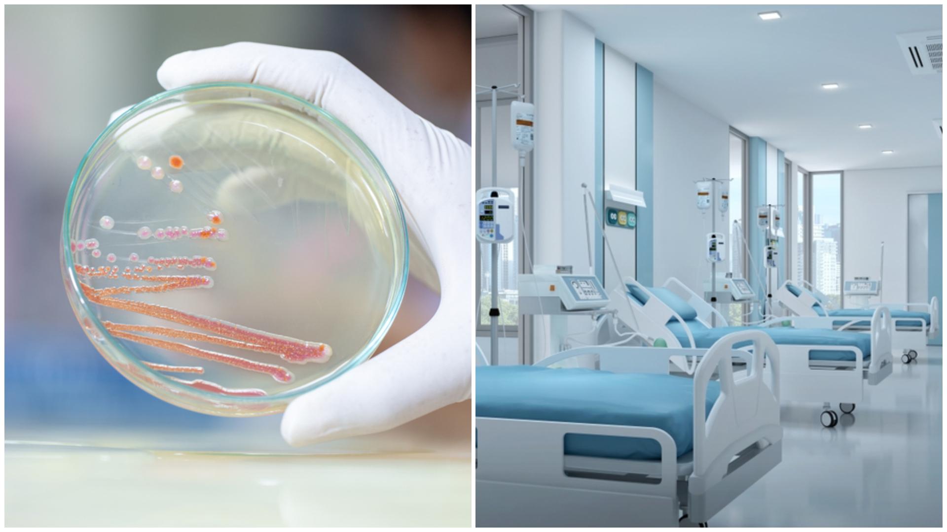 bacteria serratia marcescens 