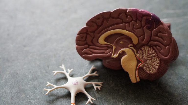 Neuroplasticitatea: cum îți poți antrena creierul să se refacă după stres și traume
