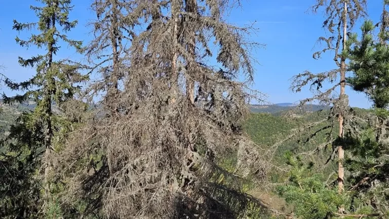 Pădurile din UE, distruse de regulile excesive din ariile protejate. Atacuri devastatoare ale gândacilor ucigași de arbori