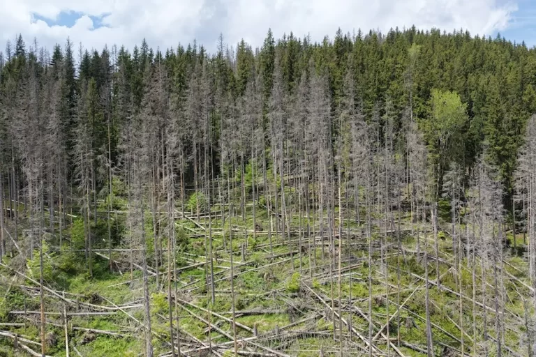 România și-a transformat ariile protejate în bombe ecologice. Pădurile au ajuns să producă CO2