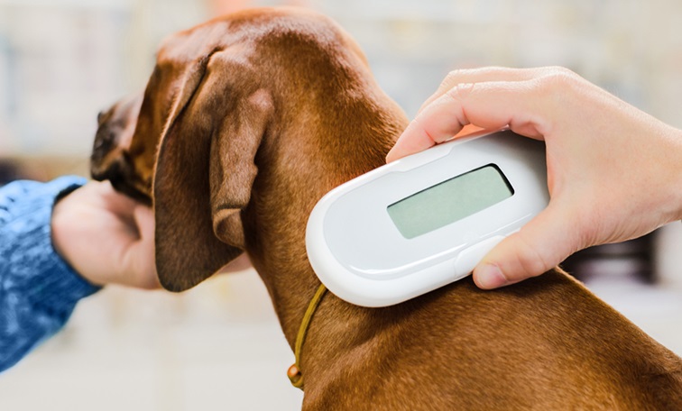 Protecţie mai mare pentru câini şi pisici în Uniunea Europeană, unde s-a ajuns la un acord fără precedent. Decizia se referă la microcipare