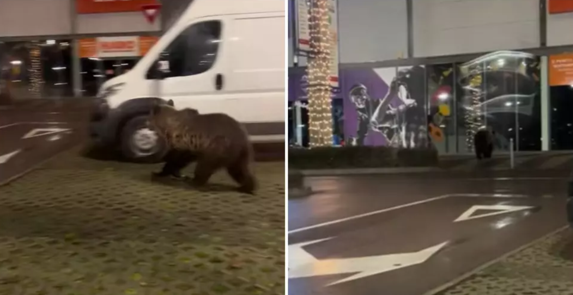 VIDEO Urs în parcarea mall-ului din Brașov: apariție neașteptată și reacția autorităților - Ziarul National